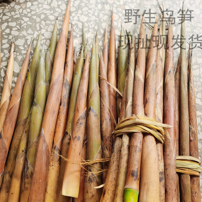 野生鸟笋桂林灌阳山竹笋新鲜现挖小笋小竹笋鸟笋带壳发货包邮现货(去