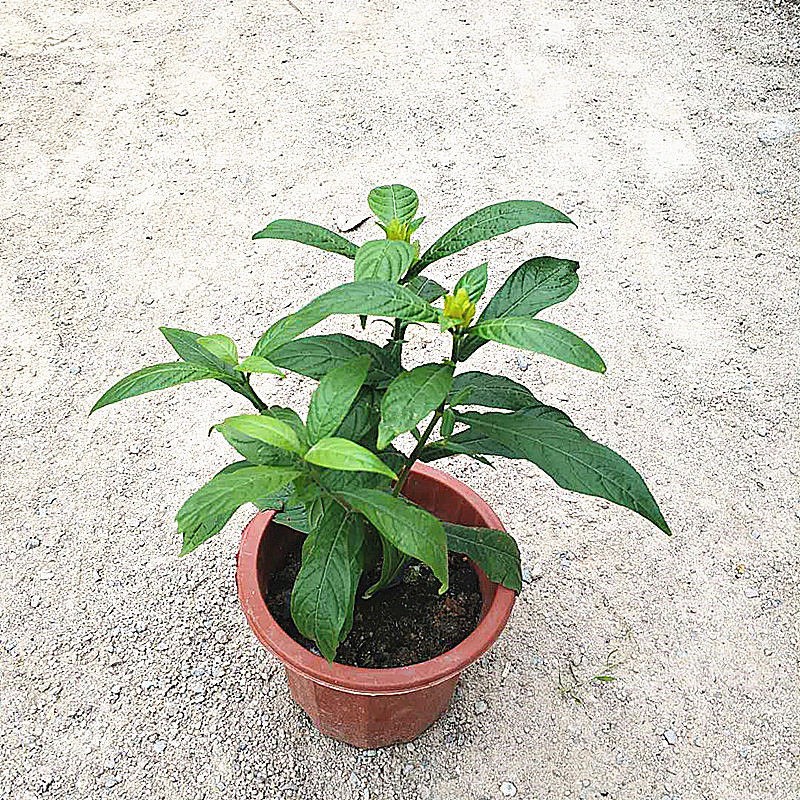 金苞花带土带盆栽阳台庭院室外花卉植物黄虾花黄金塔花苗树苗绿植