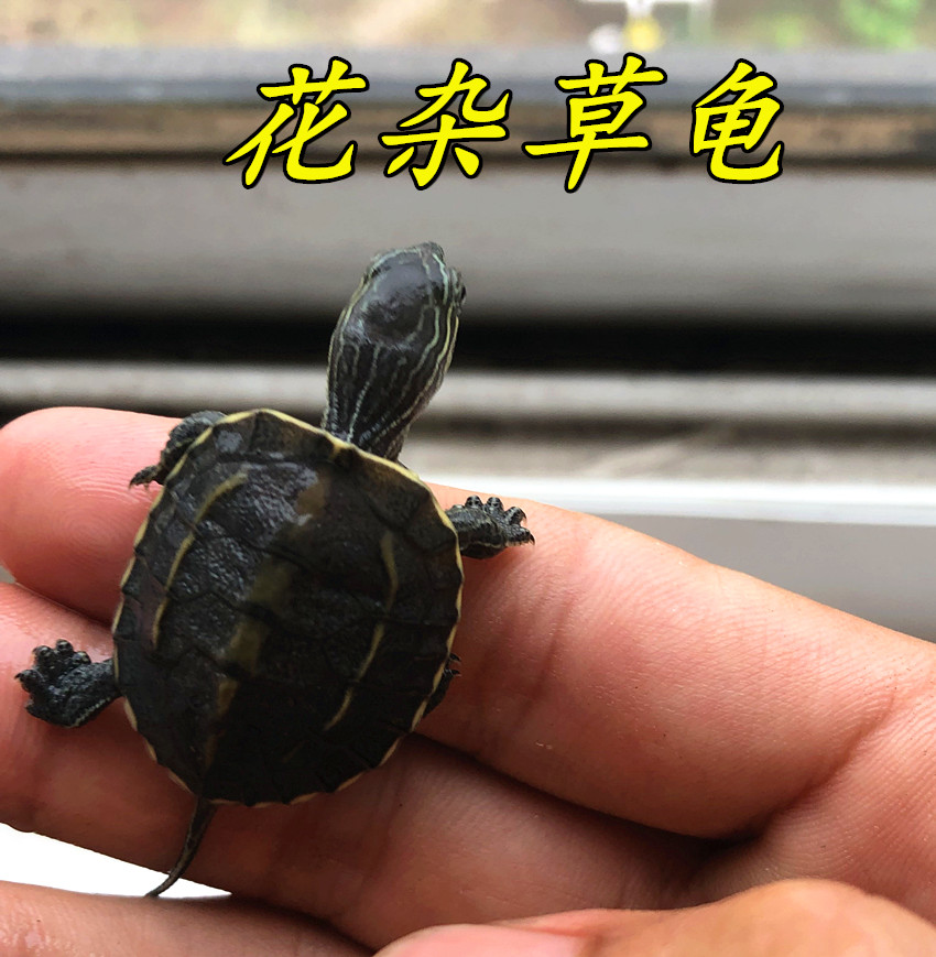 花杂草活体龟花草杂苗宠物龟花龟杂交草龟外塘小乌龟包邮