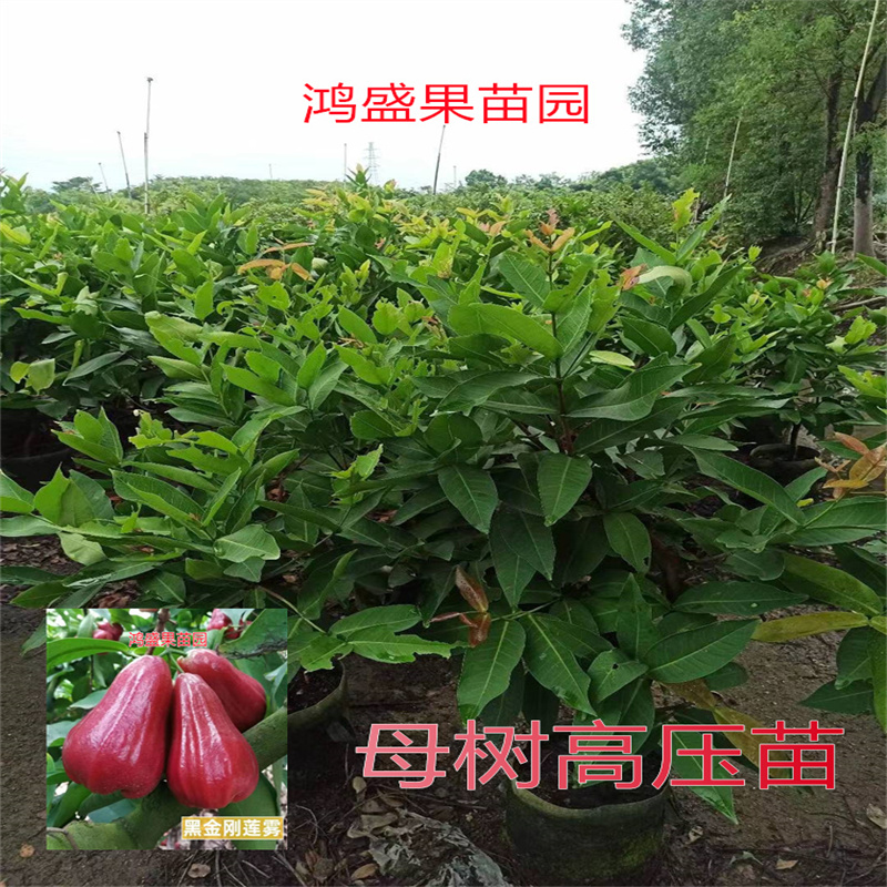 莲雾苗母树高压苗黑金刚台湾黑糖芭比南方果树苗庭院地栽纯正品种