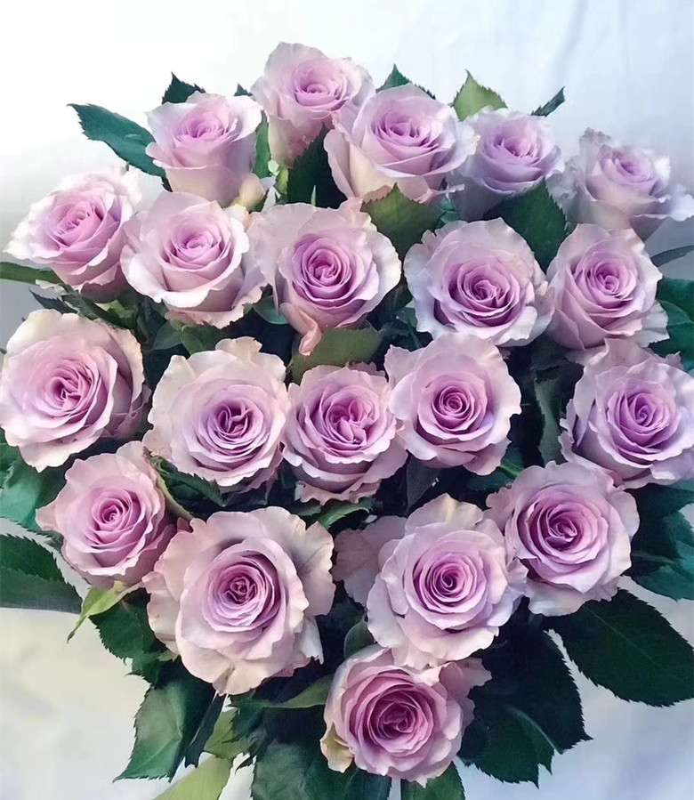 【清幽月季园】切花玫瑰 海洋之歌月季花苗 玫瑰盆栽花园植物四季