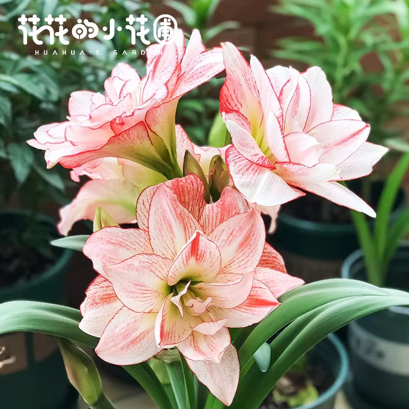 进口朱顶红阿弗雷小丑黛丝精灵双梦重瓣多年生孤挺花室内花卉绿植