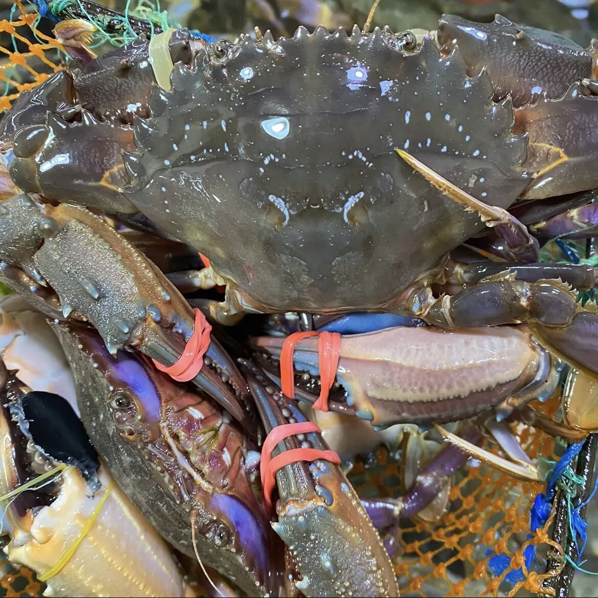 日照野生赤甲红花盖蟹花蟹螃蟹梭子蟹海蟹石夹红特大海鲜水产一斤