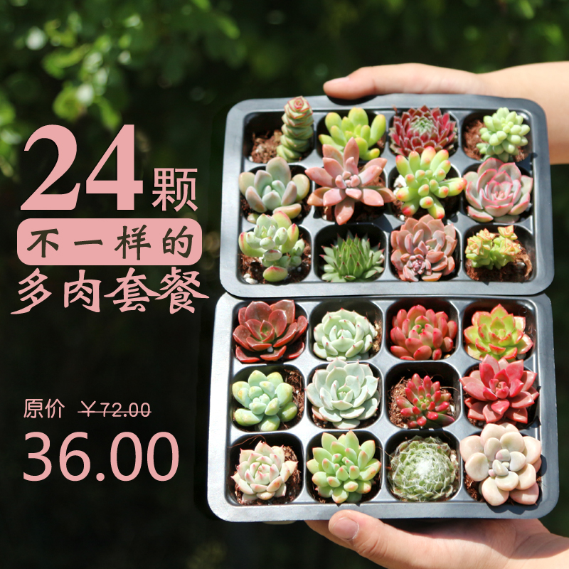 镜绿24颗多肉植物新手体验乐趣套餐办公室内阳台萌肉肉花卉批发在类目 鲜花速递/花卉仿真/绿植园艺, 花卉/绿植盆栽(新), 多肉植物中 - 来自Buy2taobao.com提供专业的淘宝代购服务