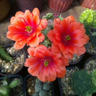 美花角特价 美花角怎么样搭配图片 淘宝网美花角大码说女装