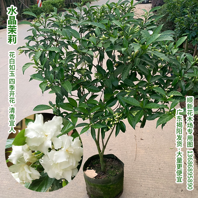 水晶茉莉花苗狗牙花盆栽丁香茉莉带花苞浓香型 四季开花 庭院阳台