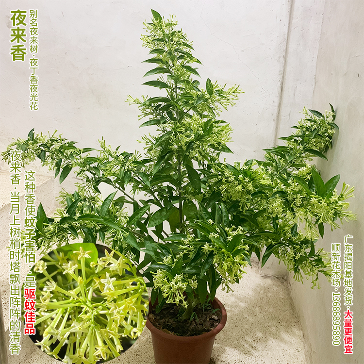 夜来香树苗 四季开花 浓香 老桩夜来香盆栽 驱蚊植物 驱虫好养