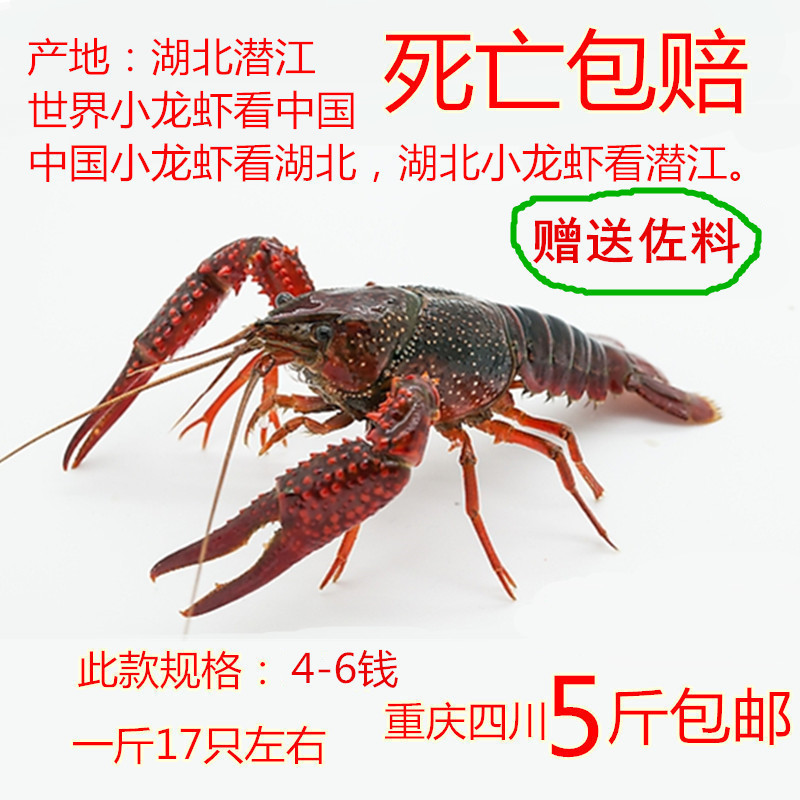 重庆四川清水小龙虾 鲜活小龙虾新鲜 456钱5斤活体小龙虾活虾包邮