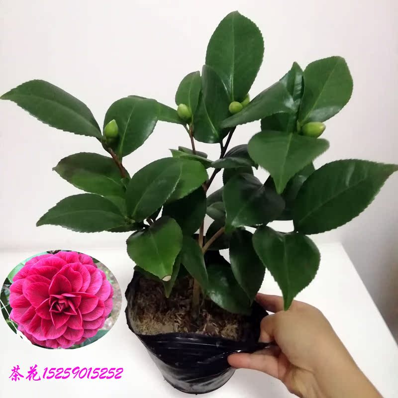 青叶贝拉红贝拉茶花苗正黄旗耐寒山茶花树苗带花苞嫁接茶花图片