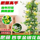金银花苗爬藤类植物可食用盆栽绿植攀援花卉楼顶室外阳台开花浓香