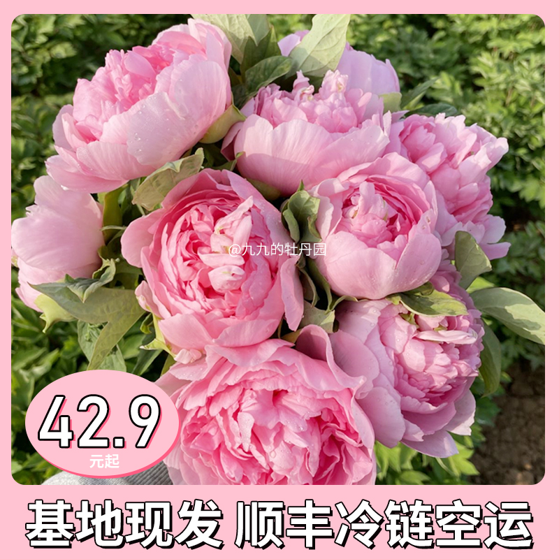 洛阳牡丹鲜花芍药插花基地大花精品情