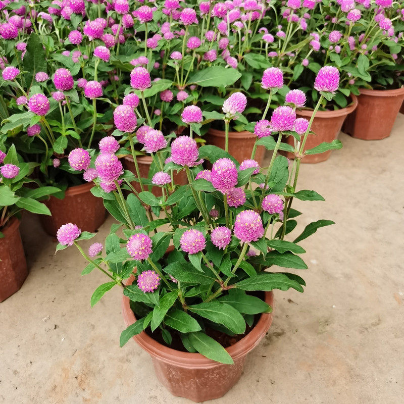 千日粉千日红千日紫盆栽花苗带花苞阳台室外花园耐热耐晒好养花卉