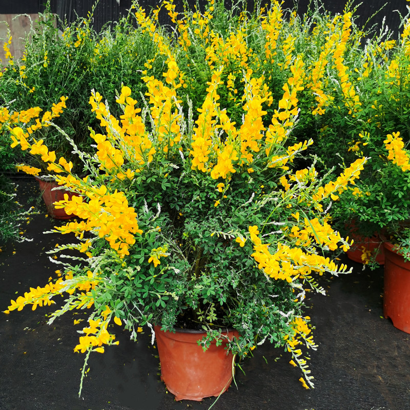 黄金雀花多年生木本开花植物庭院花园阳台花卉金雀梅花盆栽带花苞