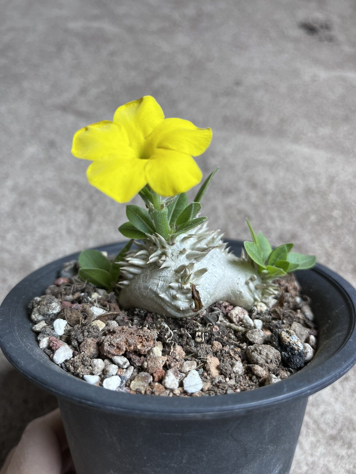 四海园艺 实生惠比须笑 夹竹桃科棒槌树属 稀有精品块根