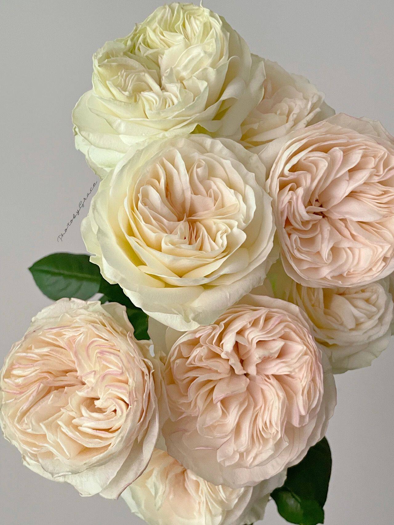 铃兰家 | 雪姬 日本2022超新品玫瑰花苗大花切花灌木盆栽1加仑苗