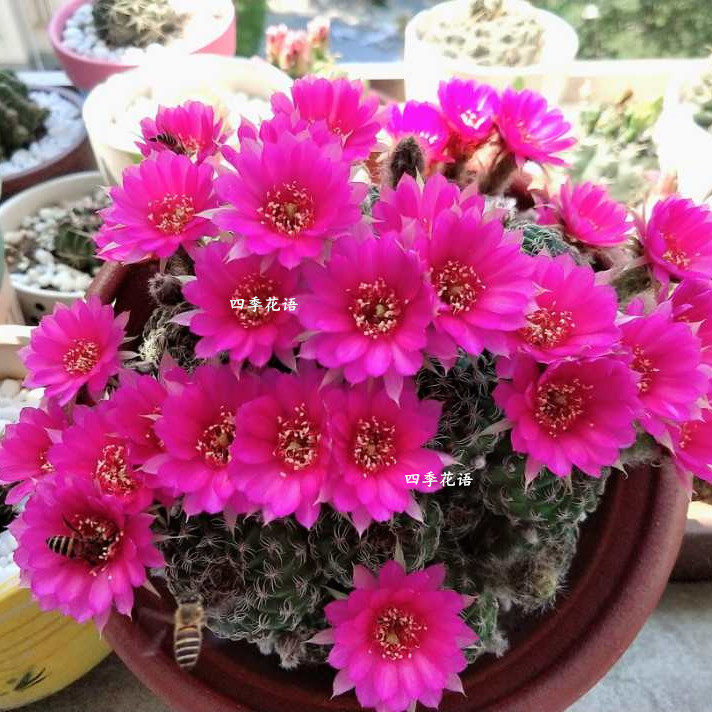 一折仙人球开花大_阳春丸仙人球群生超大阳圣丸开花