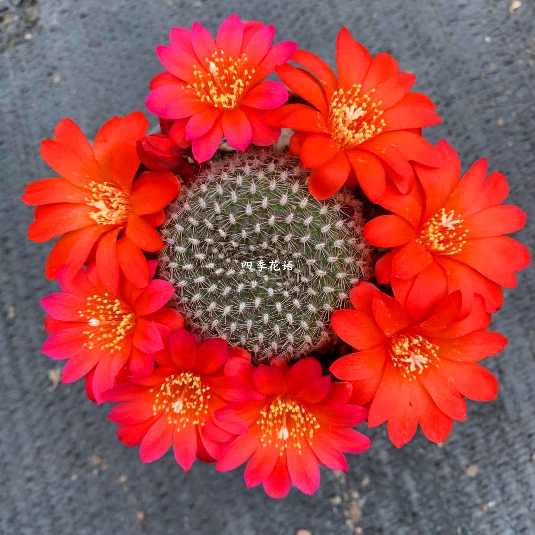 红花宝山属仙人球 黄花 玫红色宝山 宝山仙人球 爱群开