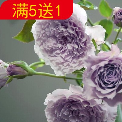 蜻蜓四季开花日月切花浓香阳台庭院月季玫瑰扦插盆栽花卉花苗|ruв категории доставка цветов/цветок моделирования/растения садоводства, цветок/растения в горшках (новый), цветок - от Buy2taobao.com для оказания профессиональной услуги покупки агента Taobao