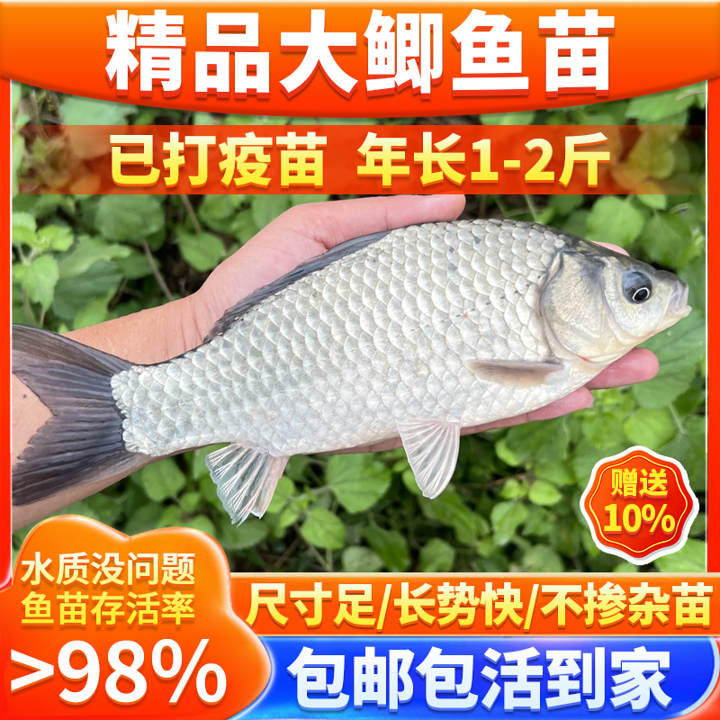 鲫鱼苗淡水养殖食用特大黄金鲫冷水工程土鲫大板鲫鲫鱼苗银鲫中科