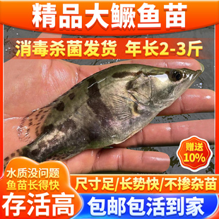 正宗鳜鱼苗红纹鳜观赏鱼冷淡水养殖食用活体翘鳜鱼贵鱼苗桂花鱼苗