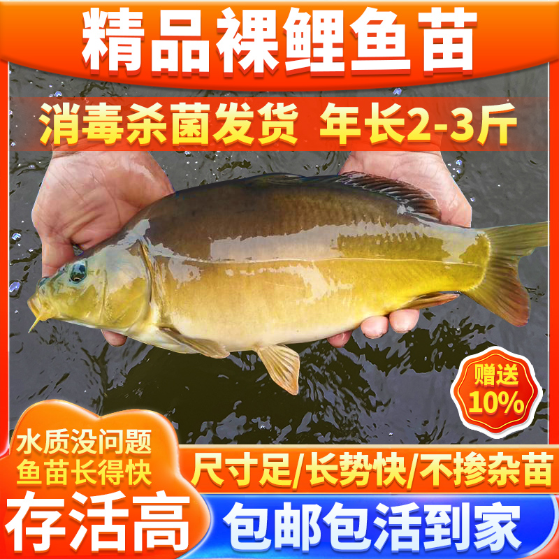 鲤鱼鱼苗无甲无鳞养殖食用淡水鱼好养