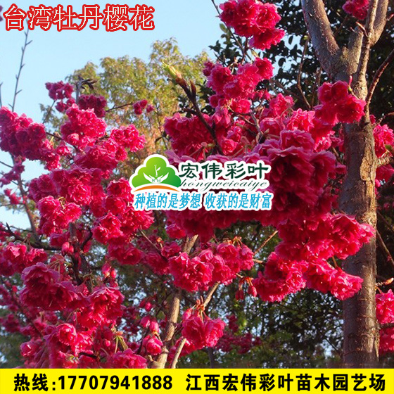 台湾牡丹樱花垂枝樱花日本樱花山樱花 樱花小苗垂枝樱染井吉野樱