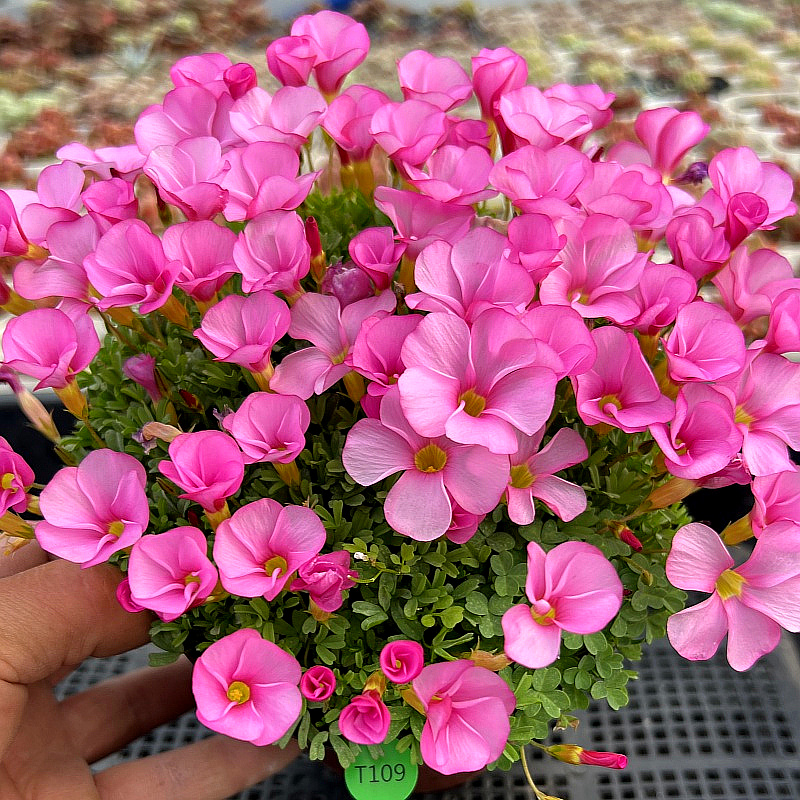 桃之辉OB系三叶草酢浆草 Oxalis glabra Thunb春节开花种球根盆栽