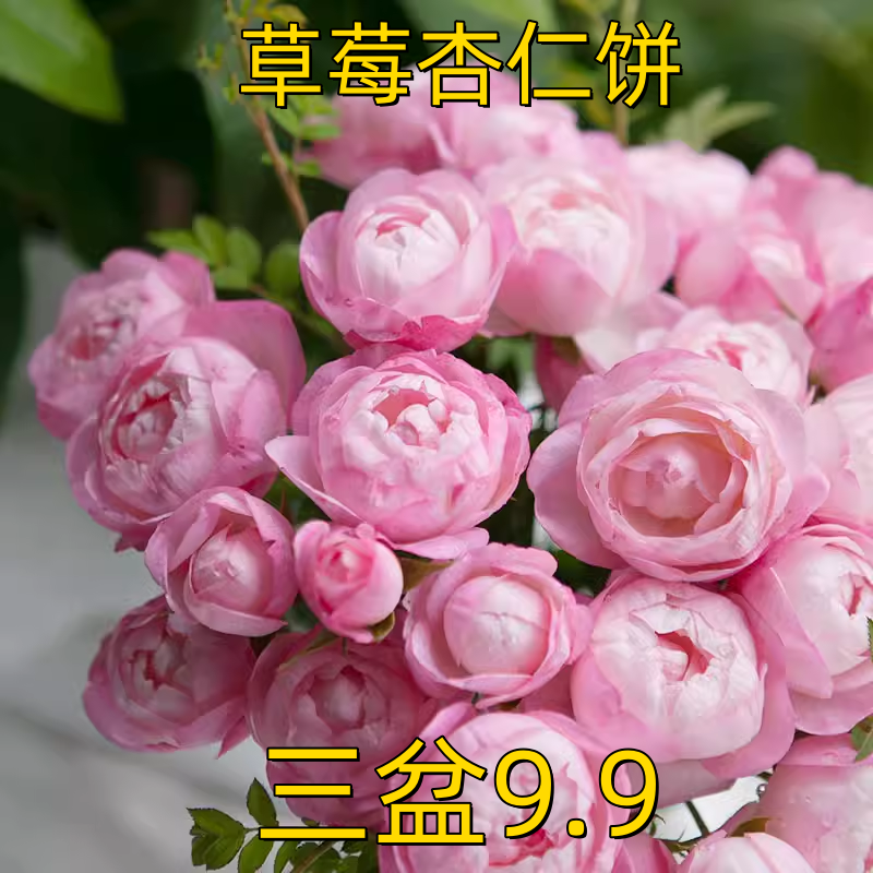 草莓杏仁饼 日本月季花苗 庭院植物
