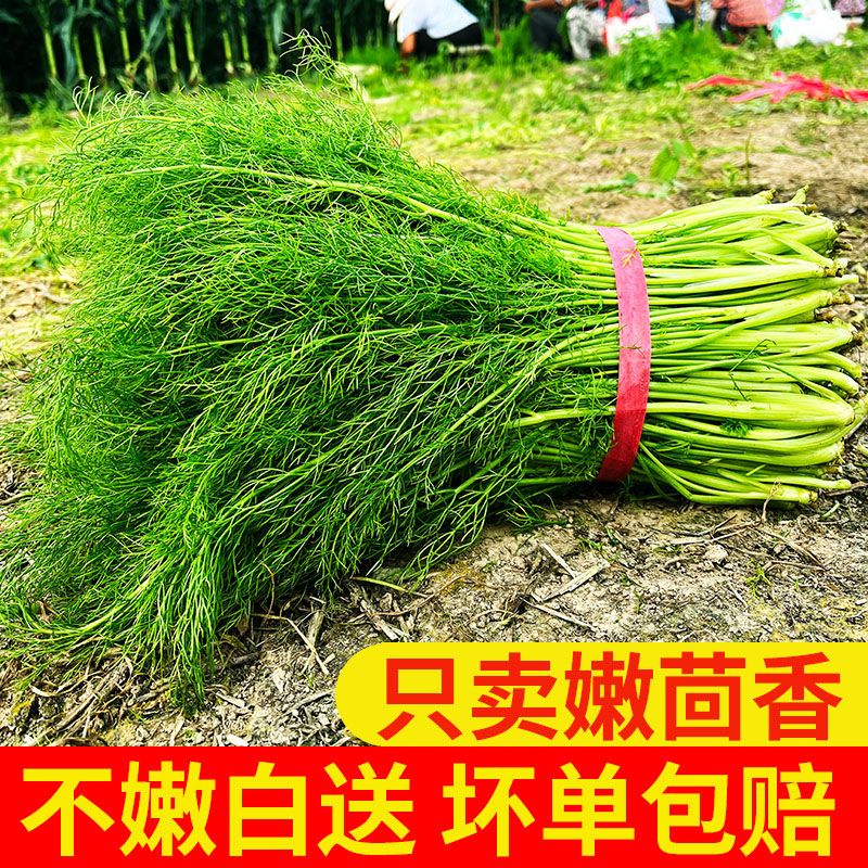 农家小茴香菜新鲜现割茴香苗菜大回香菜荤香现货蔬菜混香3斤包邮