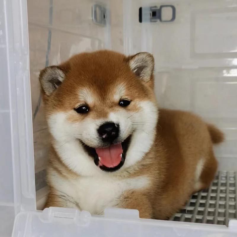 深圳柴犬纯种日本柴犬幼犬宠物狗狗活体小体型日本柴犬豆柴黄色