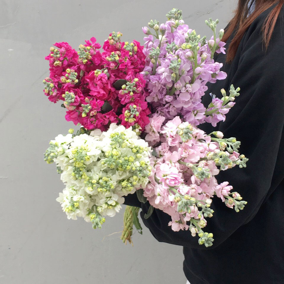 昆明基地直发紫罗兰空运包邮一扎10支特价鲜切花束家庭办公室插花