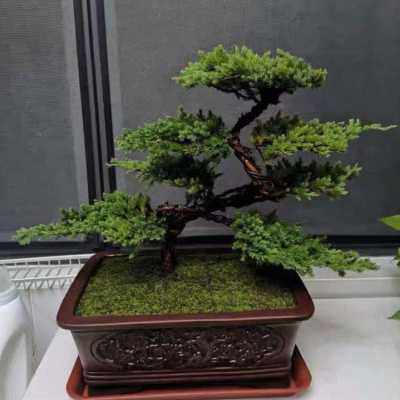 迎客松盆景真树盆栽小客厅办公桌摆件易活好养适合室内的植物松树