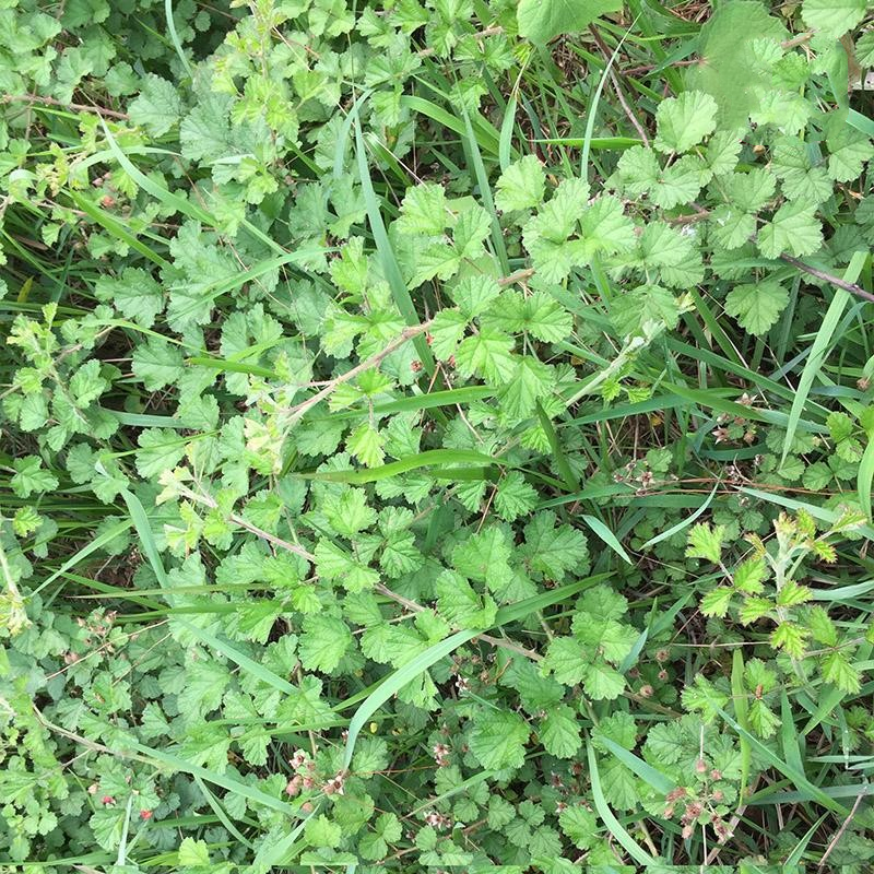 秒杀茅莓 新鲜现采红梅消 三月泡茅莓根蛇泡簕 中草药 500克包邮