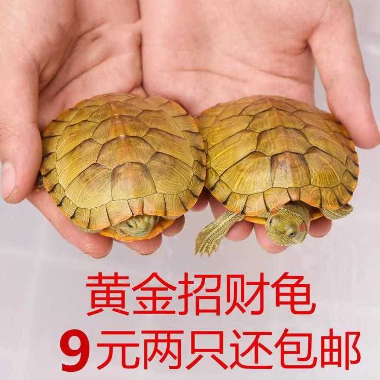 。水里养的宠物 水族小乌龟活物淡水忍者观赏龟小宠好养王八迷你在类目 宠物/宠物食品及用品, 水族世界, 龟/鳖中 - 来自Buy2taobao.com提供专业的淘宝代购服务