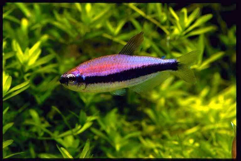 蓝国王灯鱼皇后灯高端人工皇后凯利灯小型热带观赏温和混养杂食鱼