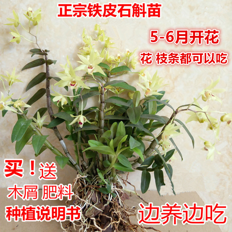 铁皮石斛苗 三年红杆铁雁荡山皮石斛盆栽鲜条枫斗驯化苗绿植花卉