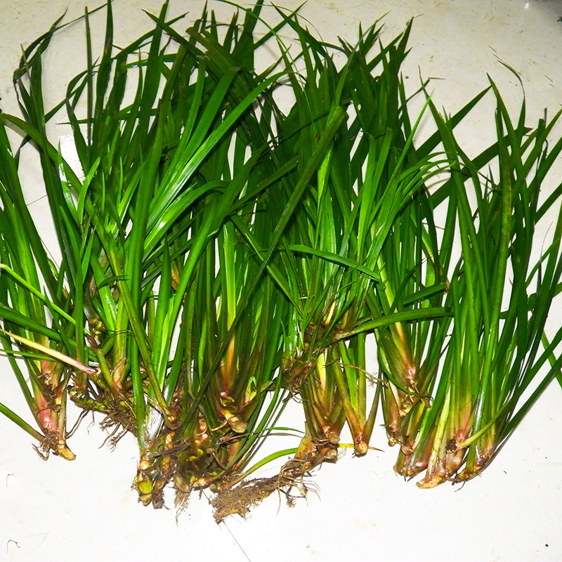 贵州现采山萘500克 五香草 茴香菖蒲 三萘随手香盆景盆栽带根发货