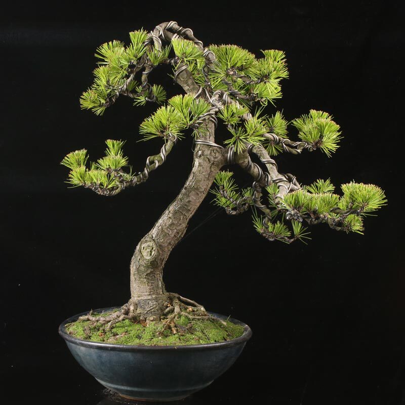 浙派盆景 黑松盆景