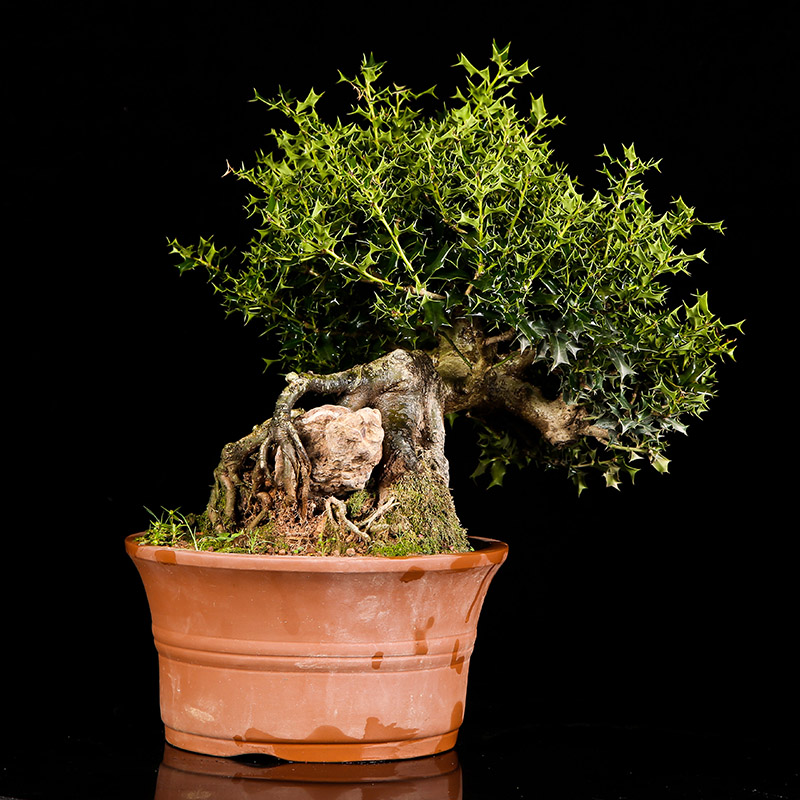浙派盆景 原生 提根 小叶枸骨盆景
