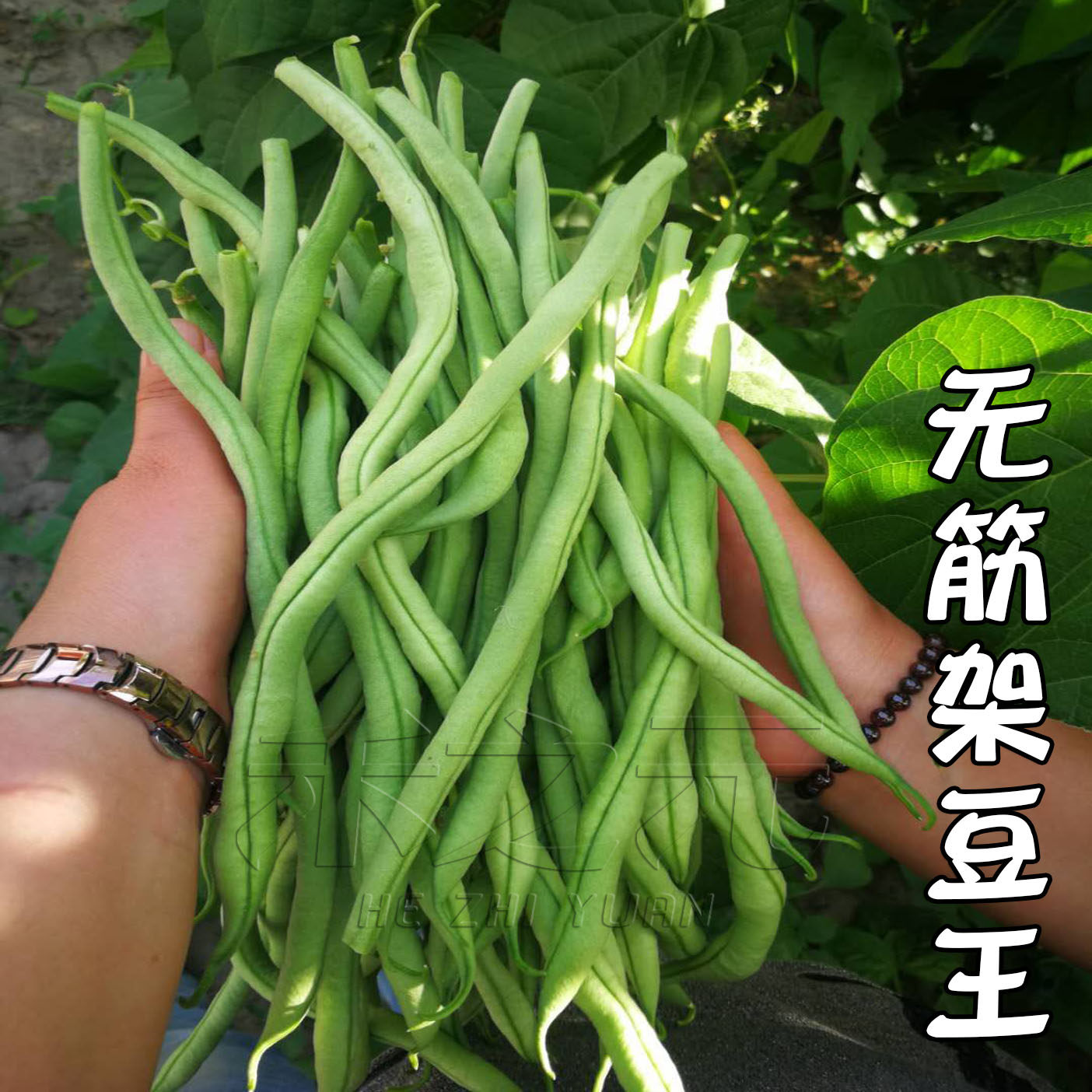 寿光蔬菜泰国架豆王种子芸豆菜豆四季豆青高产春季夏秋冬四季籽孑