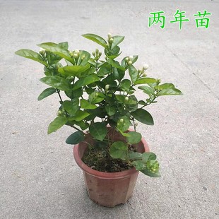 白色茉莉花树苗带土带盆阳台庭院室外种植花卉芳香茉莉花植物盆栽