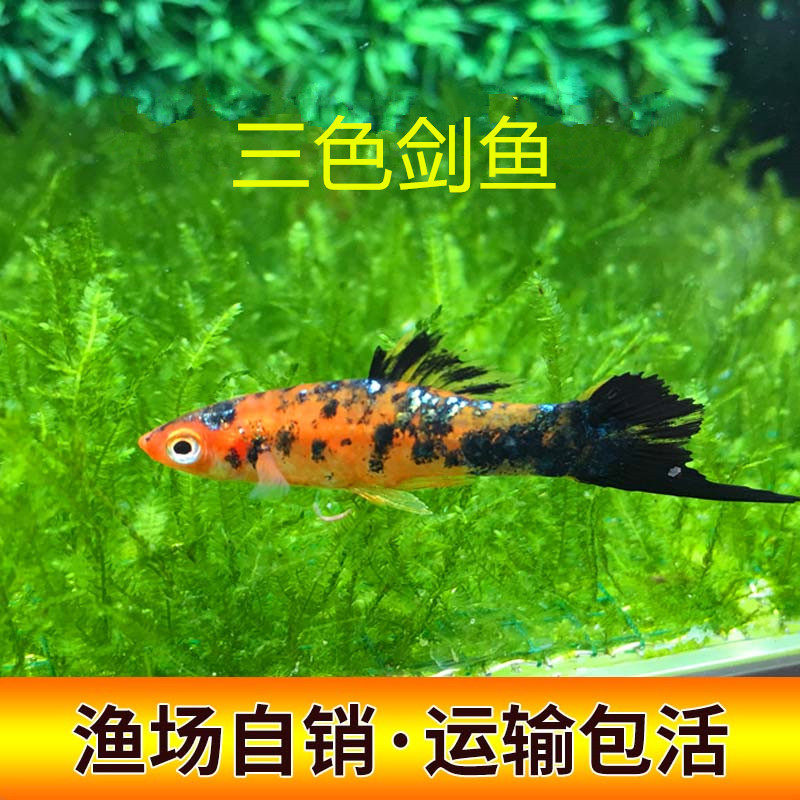 三色剑 剑尾鱼 热带观赏草缸红剑鱼 卵胎生鱼 3条装 直接下小鱼