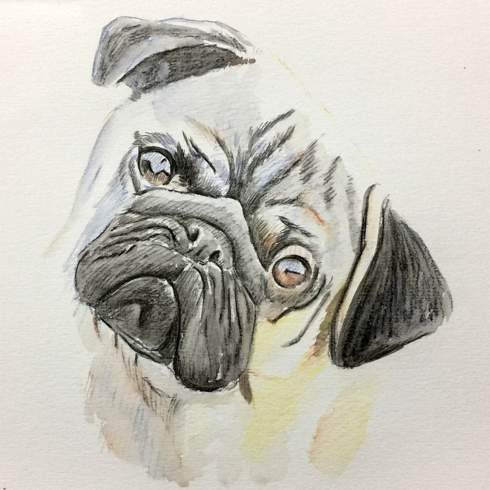 姚慧精微素描《巴哥》有装裱(附创作步骤图)