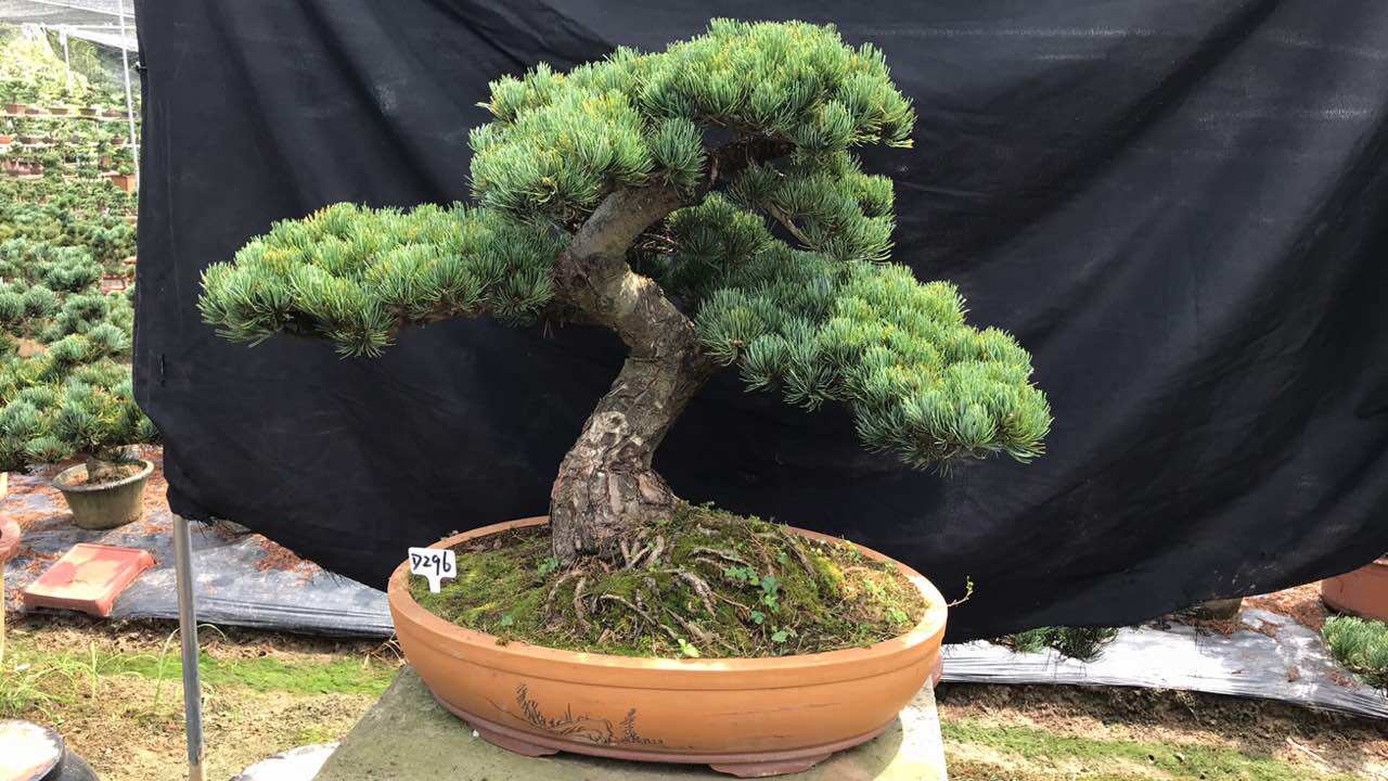 一物一拍日本宫岛大阪松阳台庭院客厅造型盆景老桩迎