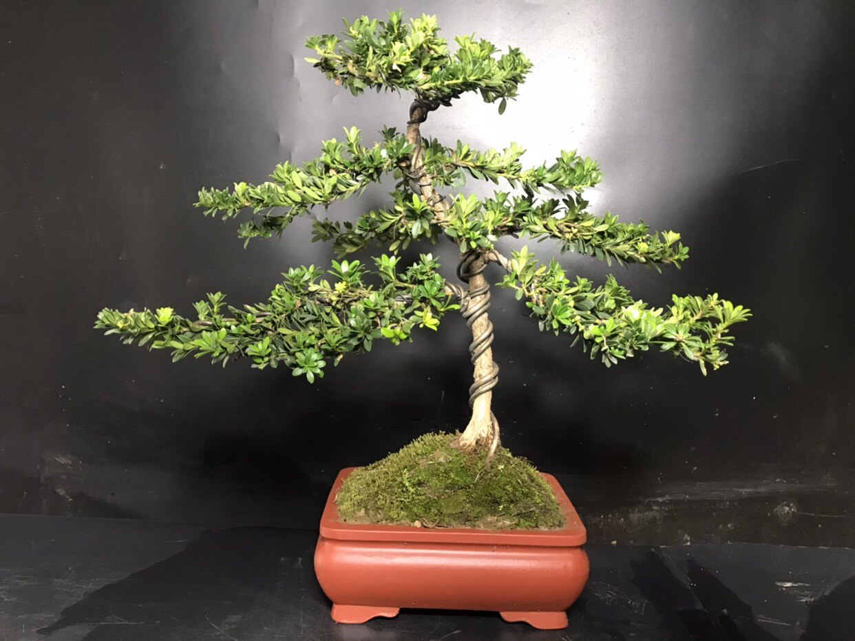 盆景的优惠券大全—【一图一拍】原生米珍珠罗汉松 新品上市 叶子比黑