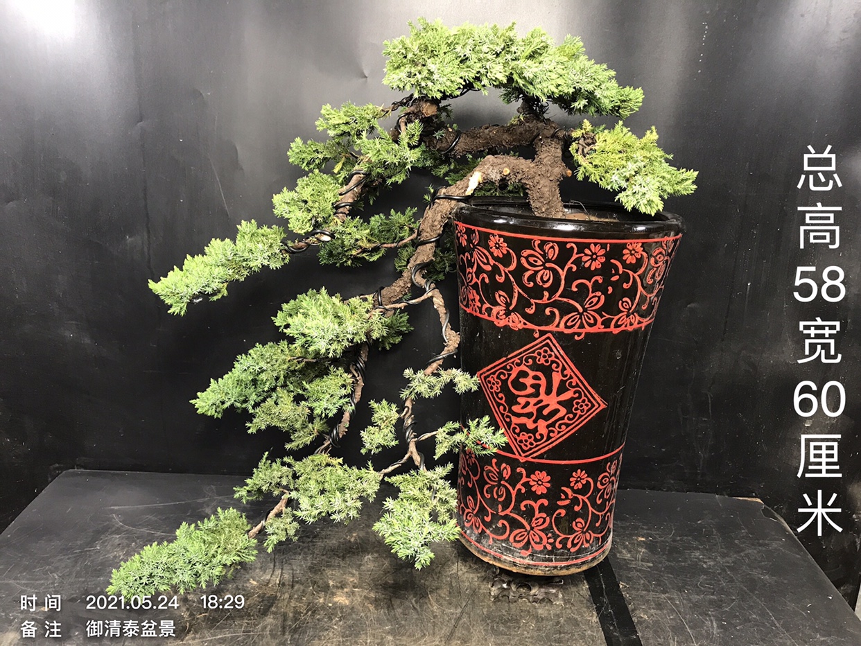 一物一拍新西兰珍珠柏盆景四季常绿2