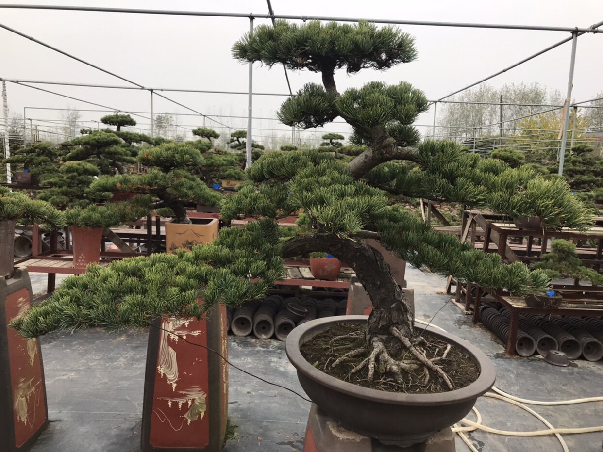 一物一拍大型五针松盆景庭院绿化造型老盆迎客松假山长青绿植长寿