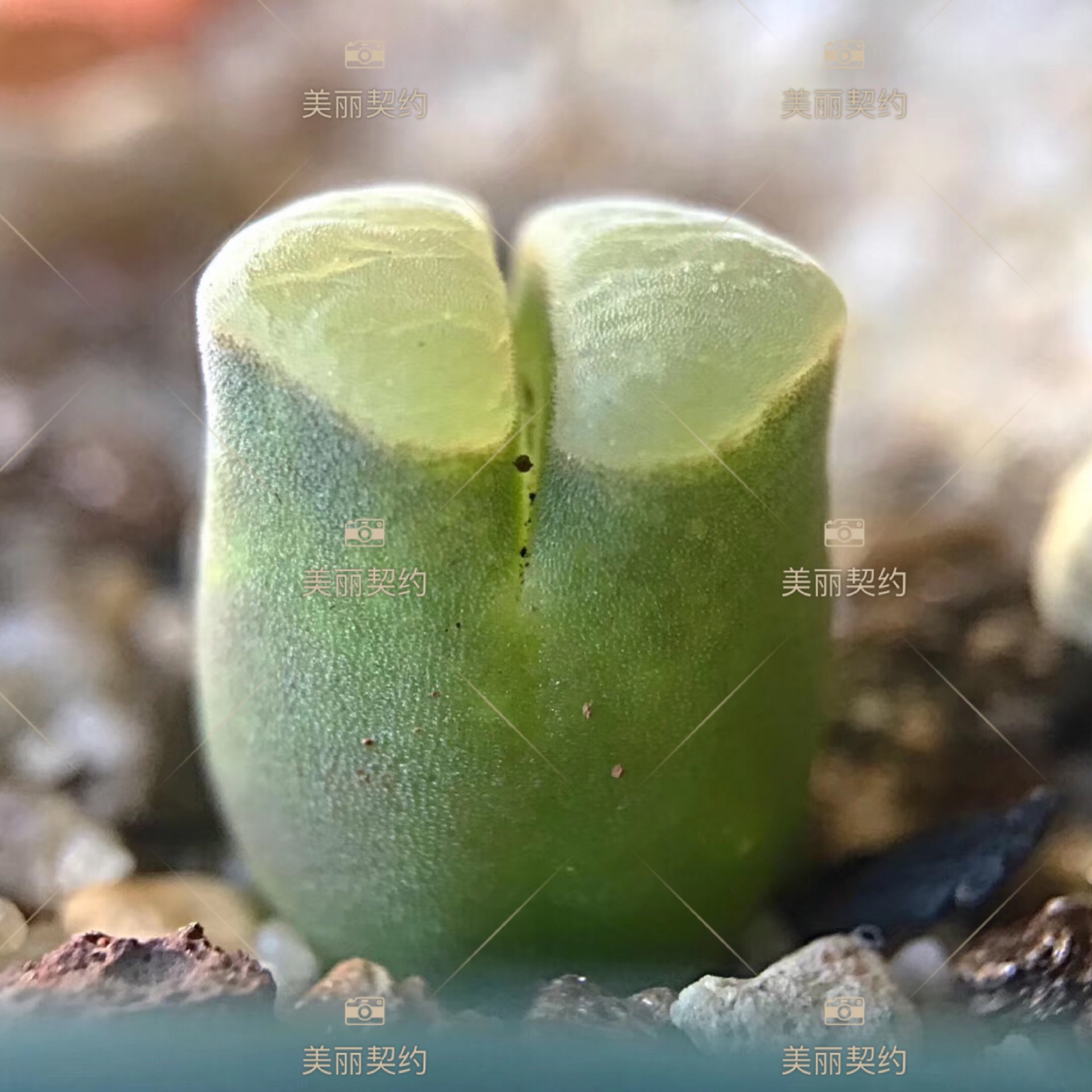 8 珍稀品种 风铃玉 生石花 多肉植物
