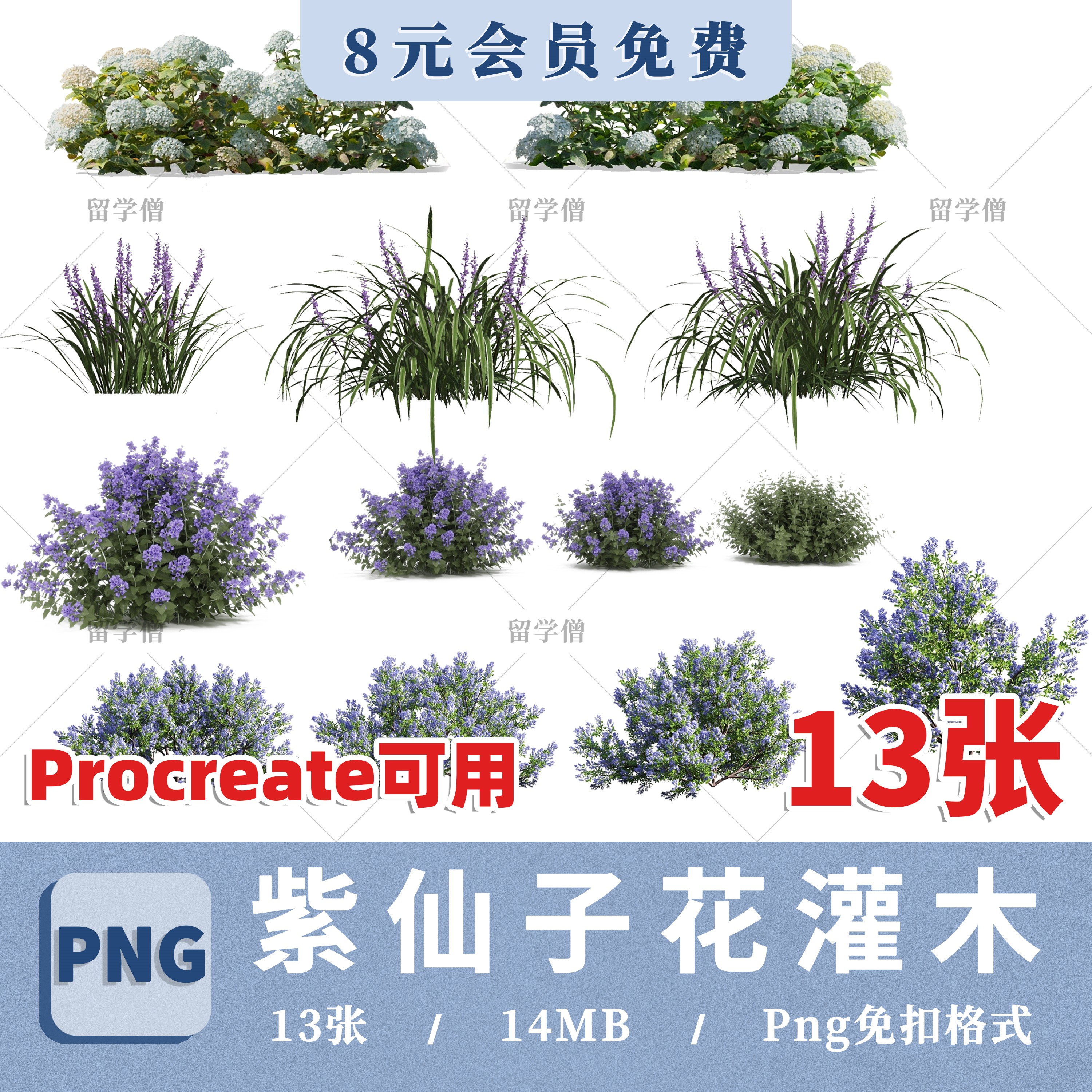 高清紫仙子ps植物素材花灌木紫仙子花卉png免抠procreate贴图素材