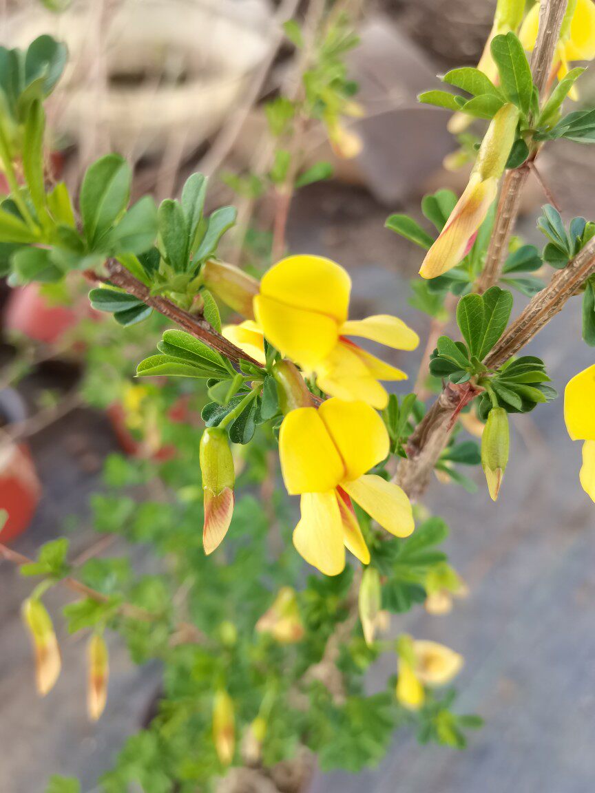 金雀锦鸡儿花苗庭院阳台净化空气金雀花南北方庭院多年生木本植物